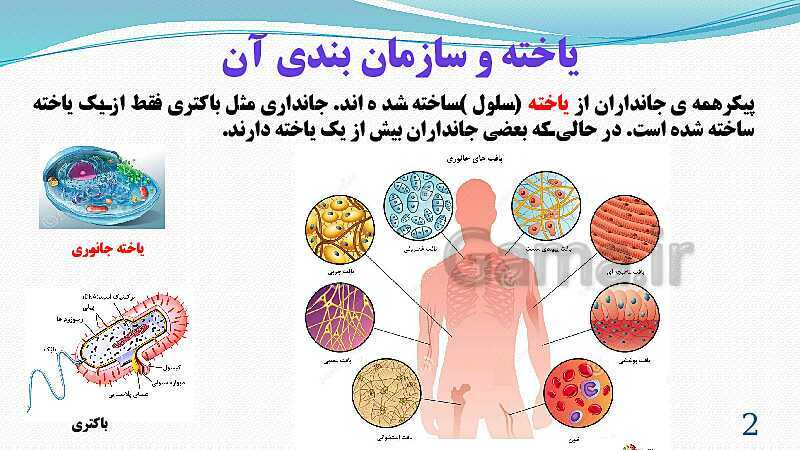 پاورپوینت فصل 11: یاخته و سازمان بندی آن | تدریس علوم پایه هفتم- پیش نمایش