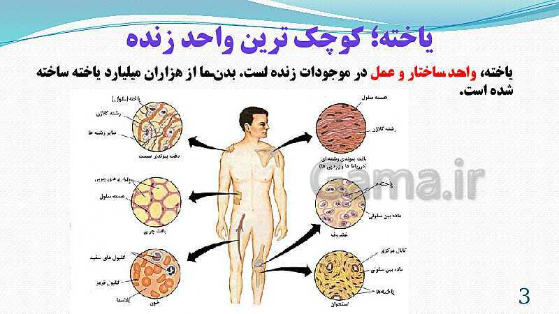 پاورپوینت فصل 11: یاخته و سازمان بندی آن | تدریس علوم پایه هفتم- پیش نمایش