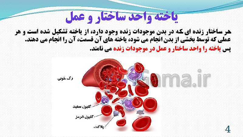 پاورپوینت فصل 11: یاخته و سازمان بندی آن | تدریس علوم پایه هفتم- پیش نمایش