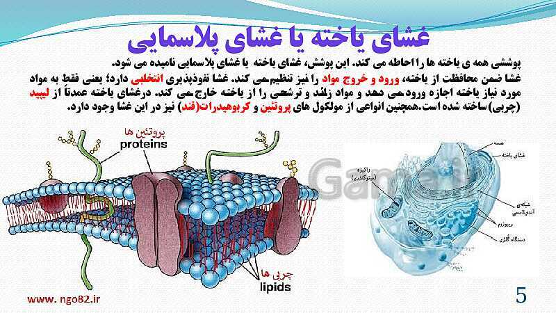 پاورپوینت فصل 11: یاخته و سازمان بندی آن | تدریس علوم پایه هفتم- پیش نمایش