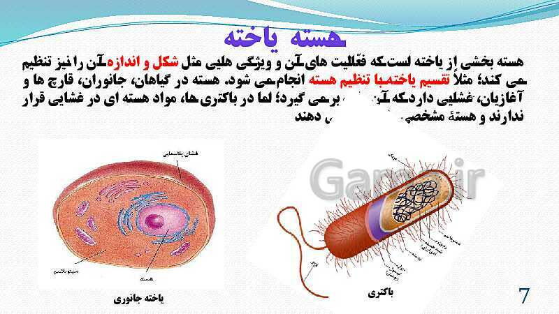 پاورپوینت فصل 11: یاخته و سازمان بندی آن | تدریس علوم پایه هفتم- پیش نمایش