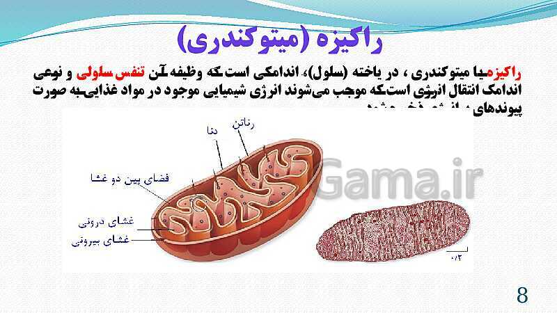 پاورپوینت فصل 11: یاخته و سازمان بندی آن | تدریس علوم پایه هفتم- پیش نمایش