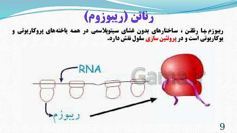 پاورپوینت فصل 11: یاخته و سازمان بندی آن | تدریس علوم پایه هفتم- پیش نمایش