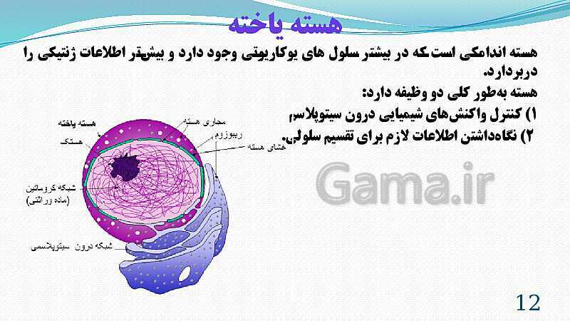 پاورپوینت فصل 11: یاخته و سازمان بندی آن | تدریس علوم پایه هفتم- پیش نمایش