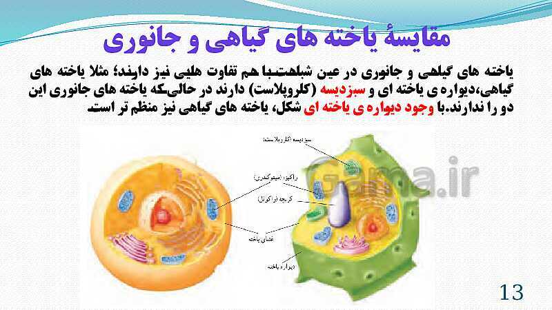 پاورپوینت فصل 11: یاخته و سازمان بندی آن | تدریس علوم پایه هفتم- پیش نمایش