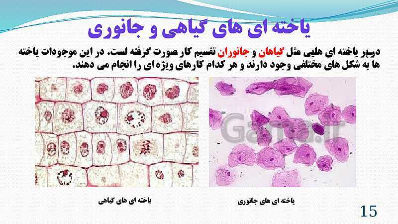 پاورپوینت فصل 11: یاخته و سازمان بندی آن | تدریس علوم پایه هفتم- پیش نمایش