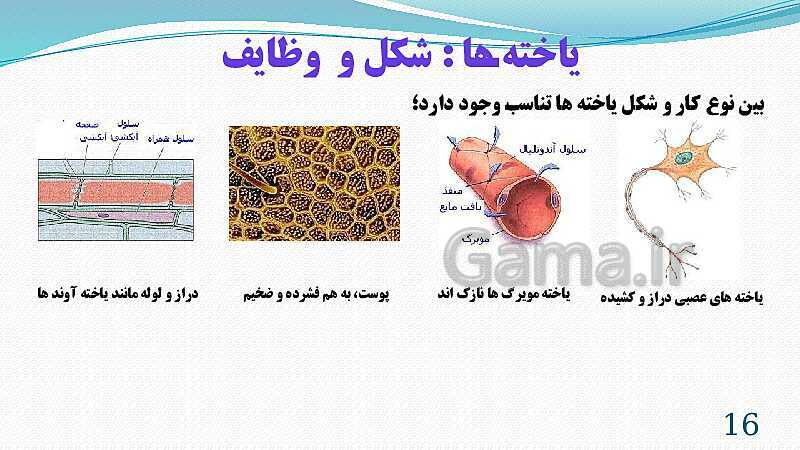 پاورپوینت فصل 11: یاخته و سازمان بندی آن | تدریس علوم پایه هفتم- پیش نمایش