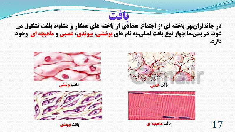 پاورپوینت فصل 11: یاخته و سازمان بندی آن | تدریس علوم پایه هفتم- پیش نمایش