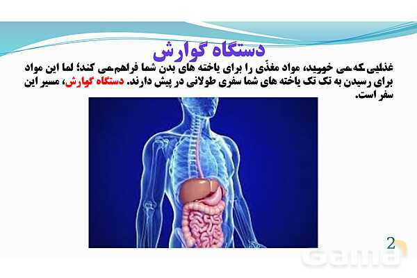 پاورپوینت فصل 13: سفر غذا | تدریس علوم پایه هفتم- پیش نمایش