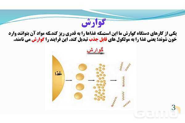 پاورپوینت فصل 13: سفر غذا | تدریس علوم پایه هفتم- پیش نمایش