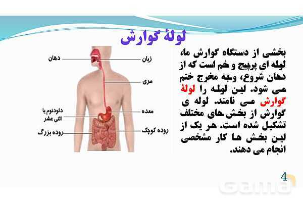 پاورپوینت فصل 13: سفر غذا | تدریس علوم پایه هفتم- پیش نمایش