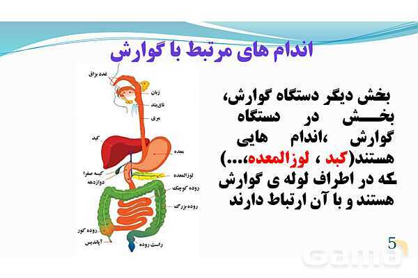 پاورپوینت فصل 13: سفر غذا | تدریس علوم پایه هفتم- پیش نمایش