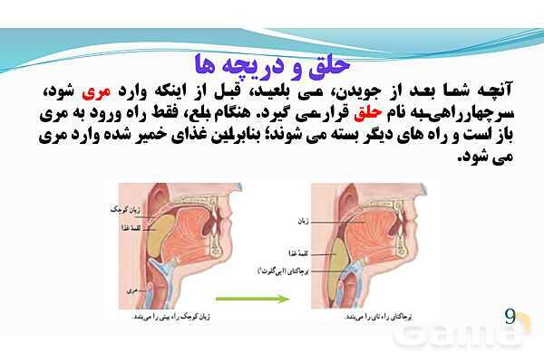 پاورپوینت فصل 13: سفر غذا | تدریس علوم پایه هفتم- پیش نمایش