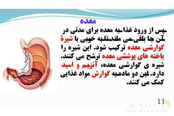 پاورپوینت فصل 13: سفر غذا | تدریس علوم پایه هفتم- پیش نمایش