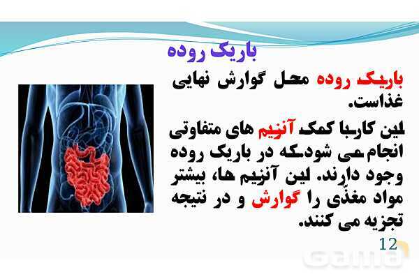 پاورپوینت فصل 13: سفر غذا | تدریس علوم پایه هفتم- پیش نمایش