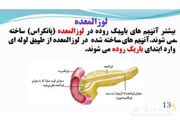 پاورپوینت فصل 13: سفر غذا | تدریس علوم پایه هفتم- پیش نمایش