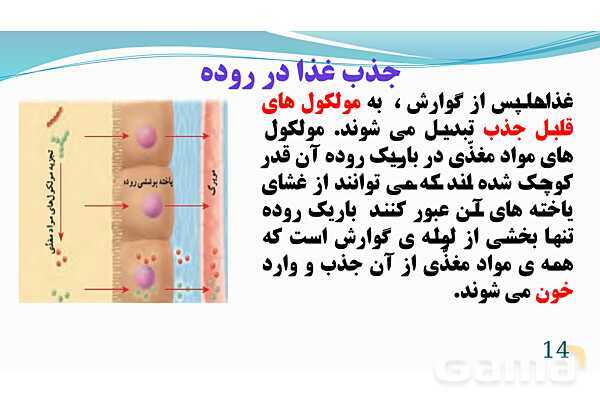 پاورپوینت فصل 13: سفر غذا | تدریس علوم پایه هفتم- پیش نمایش