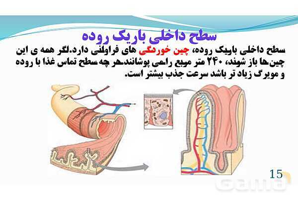 پاورپوینت فصل 13: سفر غذا | تدریس علوم پایه هفتم- پیش نمایش