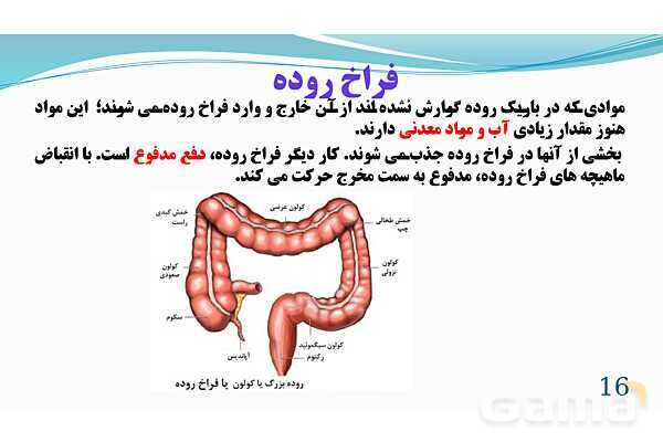 پاورپوینت فصل 13: سفر غذا | تدریس علوم پایه هفتم- پیش نمایش