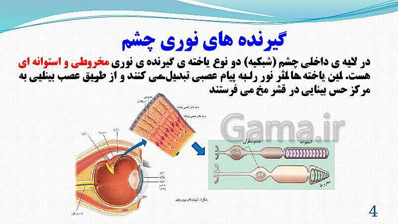 پاورپوینت فصل 5: حس و حرکت | تدریس علوم پایه هشتم- پیش نمایش