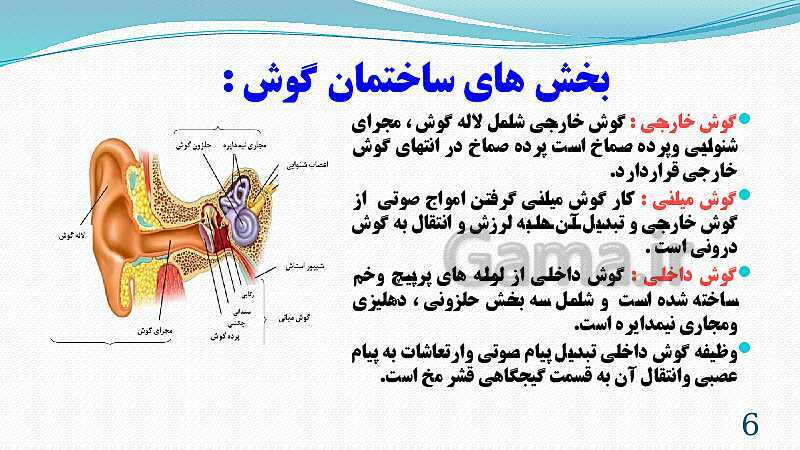 پاورپوینت فصل 5: حس و حرکت | تدریس علوم پایه هشتم- پیش نمایش