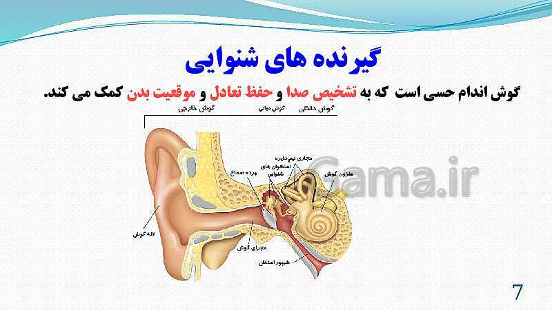 پاورپوینت فصل 5: حس و حرکت | تدریس علوم پایه هشتم- پیش نمایش