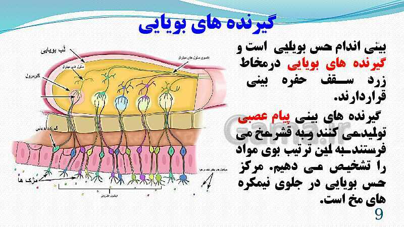 پاورپوینت فصل 5: حس و حرکت | تدریس علوم پایه هشتم- پیش نمایش