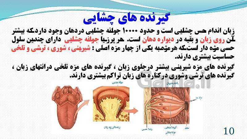 پاورپوینت فصل 5: حس و حرکت | تدریس علوم پایه هشتم- پیش نمایش