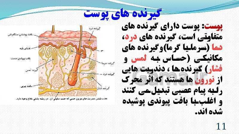 پاورپوینت فصل 5: حس و حرکت | تدریس علوم پایه هشتم- پیش نمایش