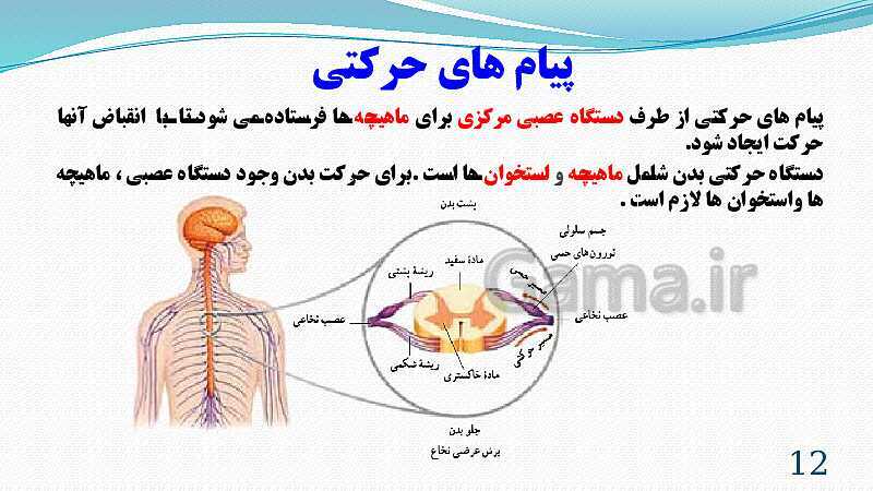 پاورپوینت فصل 5: حس و حرکت | تدریس علوم پایه هشتم- پیش نمایش