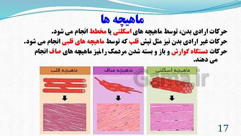 پاورپوینت فصل 5: حس و حرکت | تدریس علوم پایه هشتم- پیش نمایش