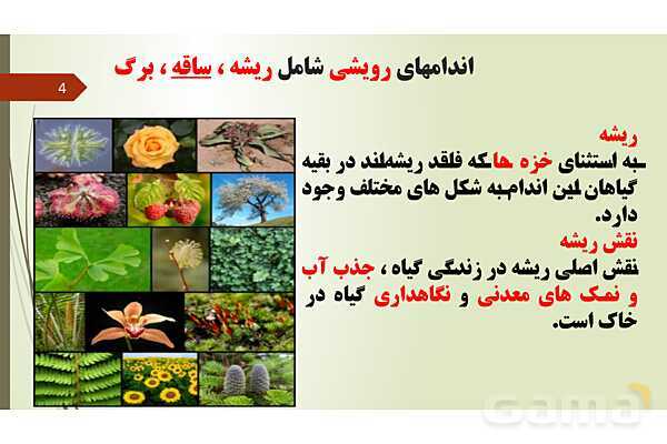 پاورپوینت فصل 12: گیاهان | تدریس علوم پایه نهم- پیش نمایش