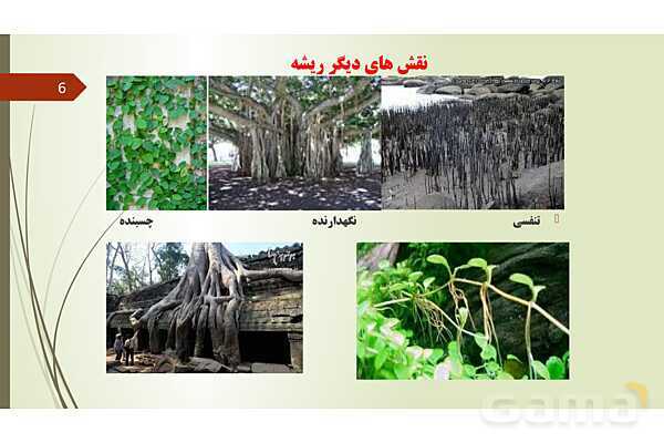 پاورپوینت فصل 12: گیاهان | تدریس علوم پایه نهم- پیش نمایش