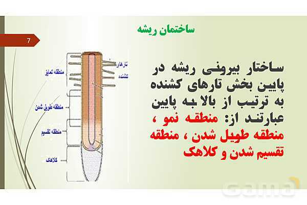 پاورپوینت فصل 12: گیاهان | تدریس علوم پایه نهم- پیش نمایش
