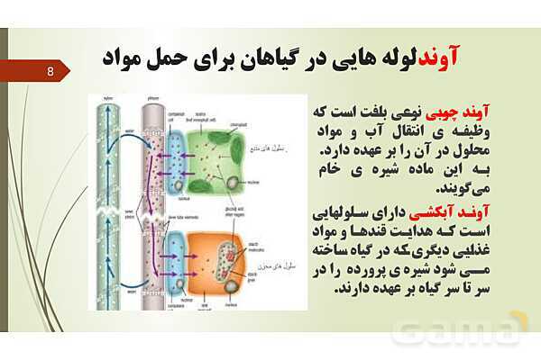 پاورپوینت فصل 12: گیاهان | تدریس علوم پایه نهم- پیش نمایش