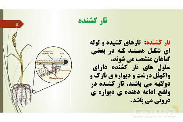 پاورپوینت فصل 12: گیاهان | تدریس علوم پایه نهم- پیش نمایش