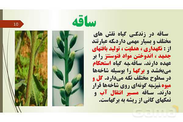 پاورپوینت فصل 12: گیاهان | تدریس علوم پایه نهم- پیش نمایش