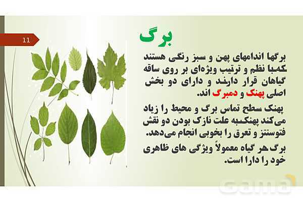 پاورپوینت فصل 12: گیاهان | تدریس علوم پایه نهم- پیش نمایش