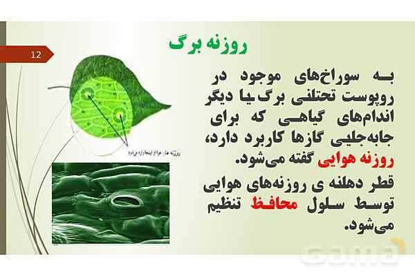 پاورپوینت فصل 12: گیاهان | تدریس علوم پایه نهم- پیش نمایش
