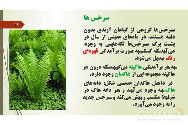 پاورپوینت فصل 12: گیاهان | تدریس علوم پایه نهم- پیش نمایش