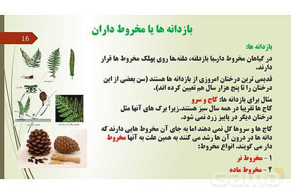 پاورپوینت فصل 12: گیاهان | تدریس علوم پایه نهم- پیش نمایش