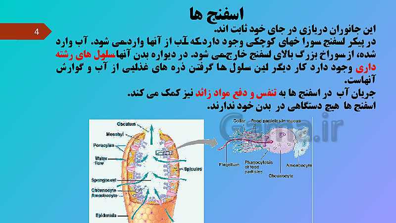 پاورپوینت کنفرانس علوم تجربی نهم | فصل 13: جانوران بی مهره- پیش نمایش