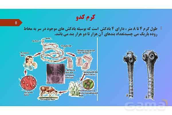 پاورپوینت کنفرانس علوم تجربی نهم | فصل 13: جانوران بی مهره- پیش نمایش