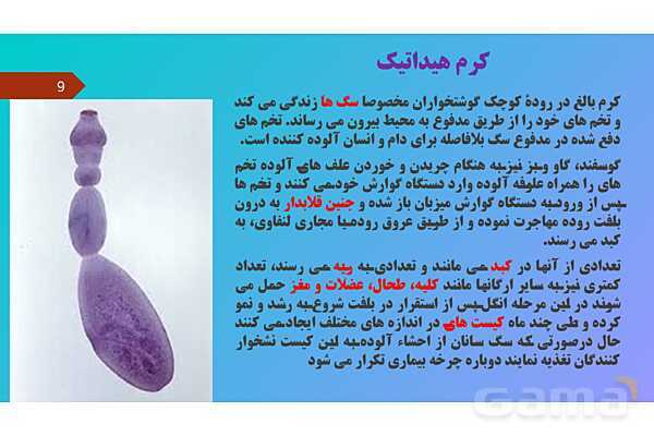 پاورپوینت کنفرانس علوم تجربی نهم | فصل 13: جانوران بی مهره- پیش نمایش