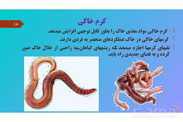 پاورپوینت کنفرانس علوم تجربی نهم | فصل 13: جانوران بی مهره- پیش نمایش