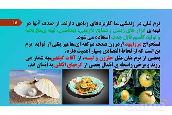 پاورپوینت کنفرانس علوم تجربی نهم | فصل 13: جانوران بی مهره- پیش نمایش