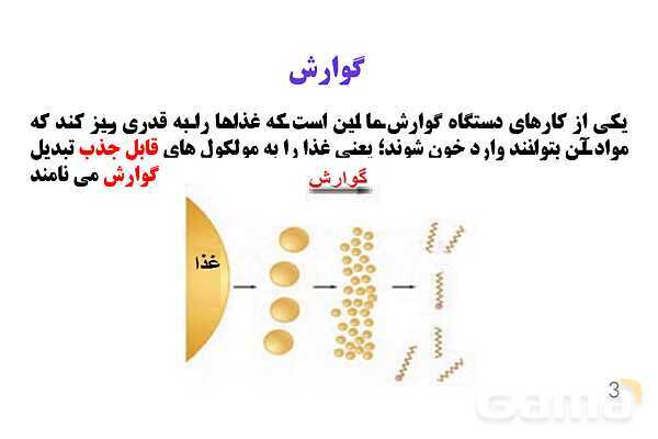 پاورپوینت کنفرانس علوم تجربی هفتم | فصل 13: سفر غذا- پیش نمایش