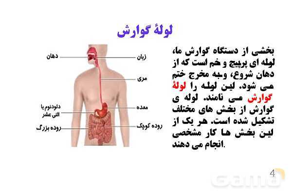 پاورپوینت کنفرانس علوم تجربی هفتم | فصل 13: سفر غذا- پیش نمایش