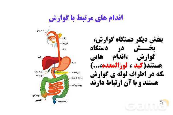 پاورپوینت کنفرانس علوم تجربی هفتم | فصل 13: سفر غذا- پیش نمایش