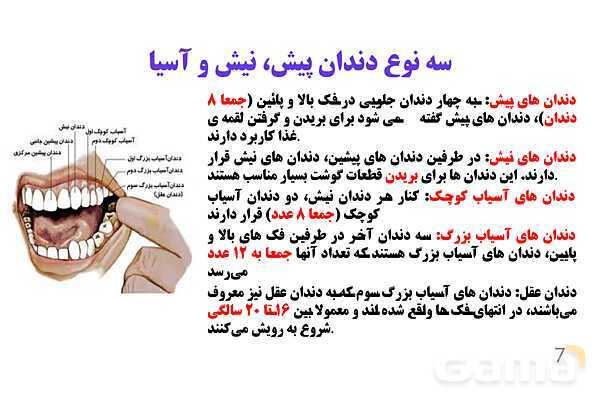 پاورپوینت کنفرانس علوم تجربی هفتم | فصل 13: سفر غذا- پیش نمایش